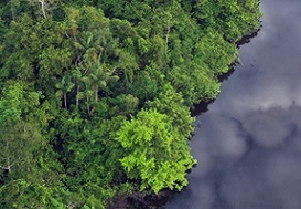 Consider what’s below the canopy, too, when counting up protected forest areas