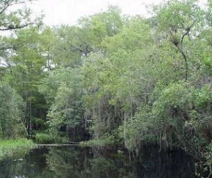 Credit: John Wiens Swamp habitat in Big Cypress State Park in Florida. Credit: John Wiens
