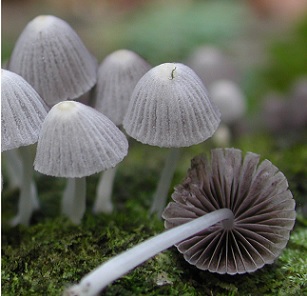 Credit: Todd Osmundson UC Berkeley researchers carried out the first major survey of macrofungi on the Polynesian island of Mo'orea, yielding more than 500 different specimens. These fairy inkcap mushrooms were found growing on decomposing wood. Credit: Todd Osmundson