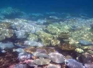 In-water and aerial observations by the Great Barrier Reef authority have confirmed a third mass coral bleaching event has occurred with previously unaffected areas in the south suffering damage. Photograph: Suzanne Long/Alamy Stock Photo