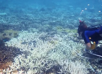 Coral bleaching at Heron Island, which did not bleach during the 2016-17 mass bleaching. Photograph: Charlotte Page