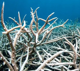 The Great Barrier Reef has suffered five mass bleaching events since 1998 that have undermined its survival. Photograph: Brett Monroe Garner/Getty Images The Great Barrier Reef has suffered five mass bleaching events since 1998 that have undermined its survival. Photograph: Brett Monroe Garner/Getty Images