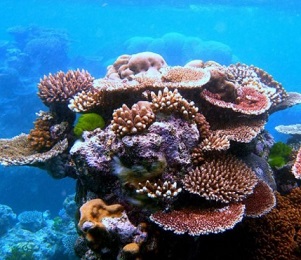 Great Barrier Reef, Australia. Credit - Mongabay.com