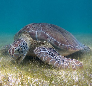 Green sea turtles help manage seagrass meadows. A new study shows the two-way relationship between healthy seagrass and marine mega herbivores, pointing toward the importance of conservation efforts for ecosystem stability. Image by P. Lindgren via Wikimedia Commons (CC BY-SA 3.0). Green sea turtles help manage seagrass meadows. A new study shows the two-way relationship between healthy seagrass and marine mega herbivores, pointing toward the importance of conservation efforts for ecosystem stability. Image by P. Lindgren via Wikimedia Commons (CC BY-SA 3.0).