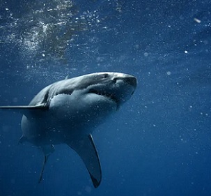 Many of Australia’s iconic ocean species such as great white sharks are international migrants found in over 100 countries. Credit - Shutterstock Many of Australia’s iconic ocean species such as great white sharks are international migrants found in over 100 countries. Credit - Shutterstock