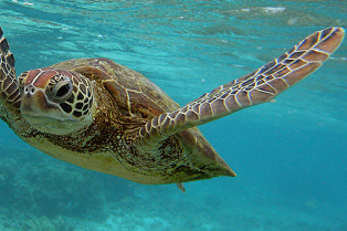A Hawksbill sea turtle swimming in the water around Lady Elliott Island in the Great Barrier Reef, Australia, a World Heritage protected area. Credit - MARK KOLBE/GETTY IMAGES.