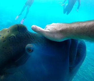 Credit - Joel Scanlon / EyeEm / Getty Images Divers disturbing humphead wrasses' habitat. Credit - Joel Scanlon / EyeEm / Getty Images
