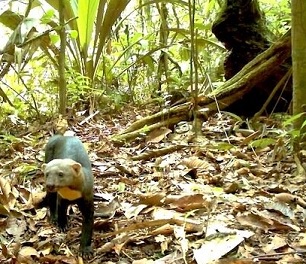 Credit: Tropical Ecology Assessment and Monitoring Network A tayra (Eira barbara), a generalist species, in Ecuador’s Yasuni National Park. Credit: Tropical Ecology Assessment and Monitoring Network