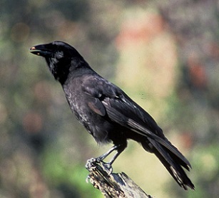 Hawaiian Crow (Corvus hawaiiensis). Credit - US Fish & Wildlife Service