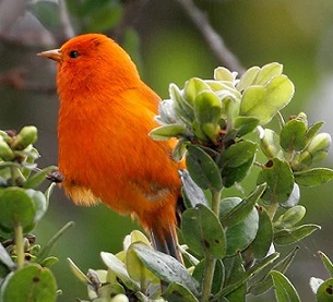 The Maui ʻākepa, a Hawaiian honeycreeper thought to be extinct. Photo: Courtesy of U.S. Geological Survey The Maui ʻākepa, a Hawaiian honeycreeper thought to be extinct. Photo: Courtesy of U.S. Geological Survey