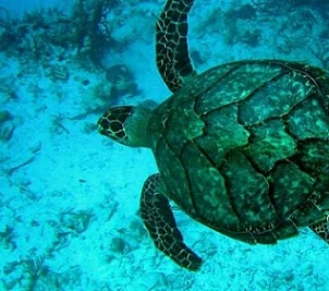 Credit - Ecocentric Guy Hawksbill Turtle. Credit - Ecocentric Guy