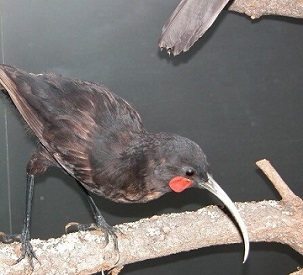 A specimen of a huia, which went extinct in New Zealand, housed in the Auckland Museum. Credit: Professor Tim Blackburn. Photo taken at Auckland Museum. A specimen of a huia, which went extinct in New Zealand, housed in the Auckland Museum. Credit: Professor Tim Blackburn. Photo taken at Auckland Museum.