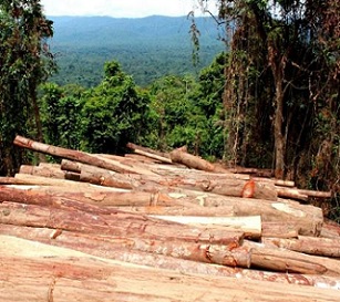Log piles in East New Britain, PNG. Photo: Global Witness Media Hub Log piles in East New Britain, PNG. Photo: Global Witness Media Hub