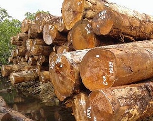 Tubi, commonly known as Rie or Queen Ebony,is a very exotic timber that only grows in parts of south Choiseul and San Jorge Island in Isabel province, Solomon Islands. Credit - www.solomonstarnews.com