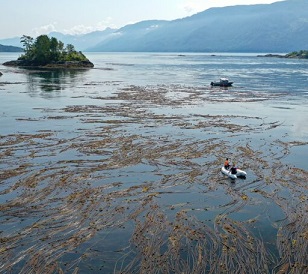 Image credit - Markus Thompson / Thalassia Environmental. uardians from the Mamalilikulla First Nation conducting a kelp survey. Image by Markus Thompson / Thalassia Environmental.
