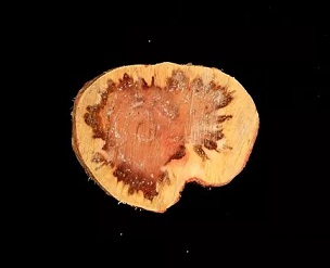 A cross-section of a declining ironwood tree in Guam shows drops of whitish ooze caused by the bacterial wilt pathogen and a ring of dark stained tissue caused by wetwood bacteria. Photo courtesy of UOG
