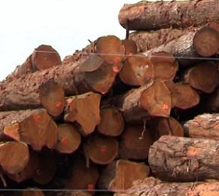 Ministry clamps down illegal logging. Credit - www.fbcnews.com.fj Ministry clamps down illegal logging. Credit - www.fbcnews.com.fj