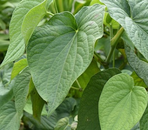 Photo: Melina Etches ava Māori - the veins on the leaf radiate out from the base. Photo: Melina Etches