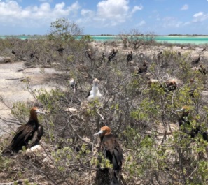 Kiritimati Island Conservation Protected Area Project. Credit - Ata Binoka Kiritimati Island Conservation Protected Area Project. Credit - Ata Binoka