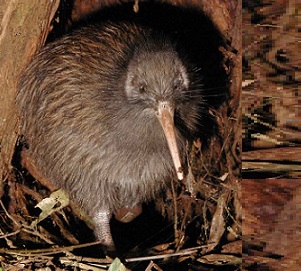 North Island Brown Kiwi, New Zealand. Credit - Maungatautari Ecological Island Trust North Island Brown Kiwi, New Zealand. Credit - Maungatautari Ecological Island Trust