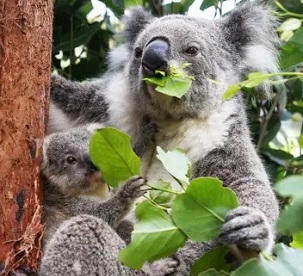 Photograph: Lisa Maree Williams/Getty Images Photograph: Lisa Maree Williams/Getty Images