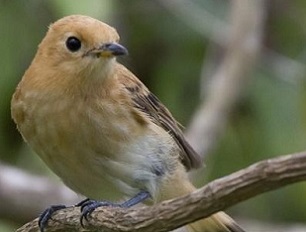 Credit - https://www.cookislandsnews.com/ The recovered Kākerōri, also known as the Rarotonga Flycatcher. Credit - https://www.cookislandsnews.com/