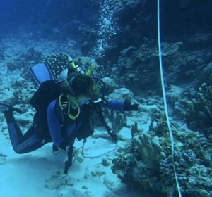 209 13 Share Email Home Biology Plants & Animals Home Biology Ecology AUGUST 11, 2021 'Sticky questions' raised by study on coral reefs by University of British Columbia PhD candidate Sara Cannon conducting surveys in Abaiang. Credit: Dr. Simon Donner