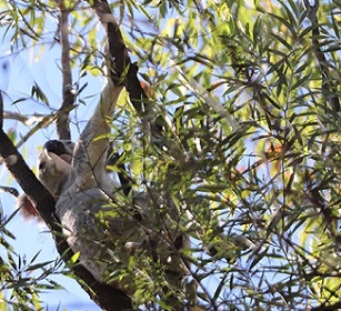 A koala in the wild. Just one species in need of habitat protection in the region. Credit - Marian Sampson A koala in the wild. Just one species in need of habitat protection in the region. Credit - Marian Sampson