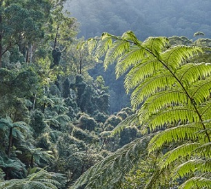 Image: Rob Blakers Kuark forest, East Gippsland. Image: Rob Blakers