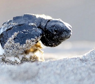 Photograph: Anadolu Agency/Getty Images Photograph: Anadolu Agency/Getty Images