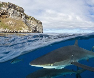 Credit - Bernard Radvaner/Getty Images A school of silky sharks swims near the Galápagos Islands. Credit - Bernard Radvaner/Getty Images