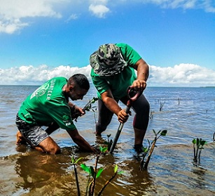 Credit - © Mangoroves for Fiji Credit - © Mangoroves for Fiji