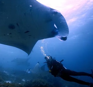 Credit - Hollie Booth Tourist activities, such as scuba diving place considerable economic value on endangered species. Credit - Hollie Booth