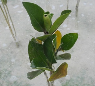Credit - V. Jungblut, SPREP Rhizophora mangrove juvenile, North Tarawa, Kiribati. Credit - V. Jungblut, SPREP
