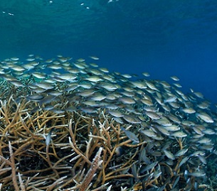 Credit - Healthy Reefs Initiative Striped parrotfish (Scarus iseri) in the Mesoamerican Reef. Credit - Healthy Reefs Initiative