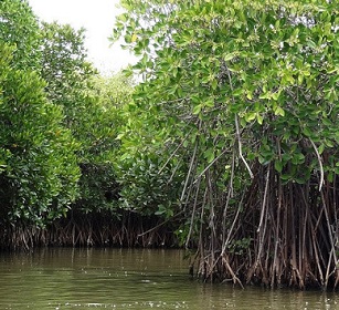 A mangrove forest in Tamilnadu, India. A new study reports that tropical storms can raise nutrient levels in coastal waters, thus improving mangrove health. Credit: Shankaran Murugan, https://commons.wikimedia.org/wiki/File:Mangrove_Forest_in_Pichavaram,_Tamilnadu,_India_-_panoramio_(1).jpg), CC BY 3.0 (https://creativecommons.org/licenses/by/3.0/deed.en) A mangrove forest in Tamilnadu, India. A new study reports that tropical storms can raise nutrient levels in coastal waters, thus improving mangrove health. Credit: Shankaran Murugan, https://commons.wikimedia.org/wiki/File:Mangrove_Forest_in_Pichavaram,_Tamilnadu,_India_-_panoramio_(1).jpg), CC BY 3.0 (https://creativecommons.org/licenses/by/3.0/deed.en)
