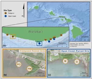 Non-native mangroves on Hawaii's Moloka'i Island provide beneficial ecosystem services. Credit - DOI: 10.1111/1365-2664.14028 Non-native mangroves on Hawaii's Moloka'i Island provide beneficial ecosystem services. Credit - DOI: 10.1111/1365-2664.14028