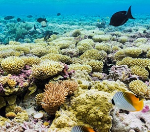 Credit - Andrew Wright/USFWS The coral reef that surrounds Palmyra Atoll is home to an incredible volume and diversity of fish (over 400 species) and other marine life. Image credit: Andrew Wright/USFWS