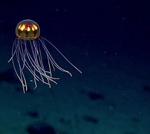 Credit - NOAA Credit - NOAA