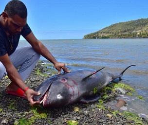 An unidentified man looks at the carcass of a dolphin that died and was washed up on shore at the Grand Sable, Mauritius, on August 26, 2020. Credit - STRINGER / REUTERS