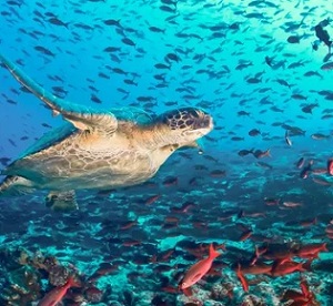A turtle in the rich waters off Ecuador, one of the world’s key migratory route for the reptiles, as well as whales, sharks and rays. Populations of these species have plummeted this century. Photograph: Luiz Puntel/Alamy A turtle in the rich waters off Ecuador, one of the world’s key migratory route for the reptiles, as well as whales, sharks and rays. Populations of these species have plummeted this century. Photograph: Luiz Puntel/Alamy