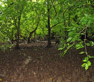 Credit - V. Jungblut Mangroves, Namdrik Atoll, Marshall Islands. Credit - V. Jungblut