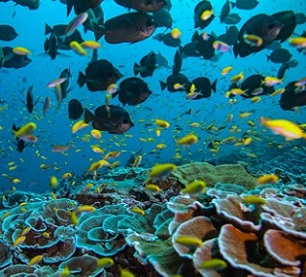 Credit - Manu San Felix via National Geographic Credit - Manu San Felix via National Geographic