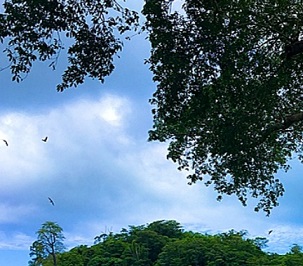 Photo: Lumax Pictures Canopy trail view in Falealupo (Photo: Lumax Pictures)