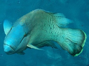 Credit - Taro Taylor, https://creativecommons.org/licenses/by/2.0 Napolean Wrasse. Credit - Taro Taylor, https://creativecommons.org/licenses/by/2.0