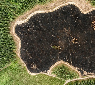 The new draft of the UN's biodiversity framework aims to have at least 20 per cent of degraded freshwater, marine and terrestrial ecosystems under restoration by 2030. Image: Jani Sipilä/Greenpeace. The new draft of the UN's biodiversity framework aims to have at least 20 per cent of degraded freshwater, marine and terrestrial ecosystems under restoration by 2030. Image: Jani Sipilä/Greenpeace.