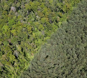 Natural forest and an acacia plantation on the island of Sumatra. Image by Rhett A. Butler/Mongabay. Natural forest and an acacia plantation on the island of Sumatra. Image by Rhett A. Butler/Mongabay.