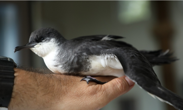 Seabird Upolu