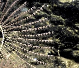 Photograph: NOAA Office of Ocean Exploration and Research/AP Photograph: NOAA Office of Ocean Exploration and Research/AP
