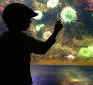Credit - NOS/NOAA. Children discover ocean life at the Smithsonian National Zoo's invertebrates exhibit in Washington, DC. Credit - NOS/NOAA.